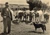 Vic O'Donoghue with calves and dog, on the farm at Salisbury